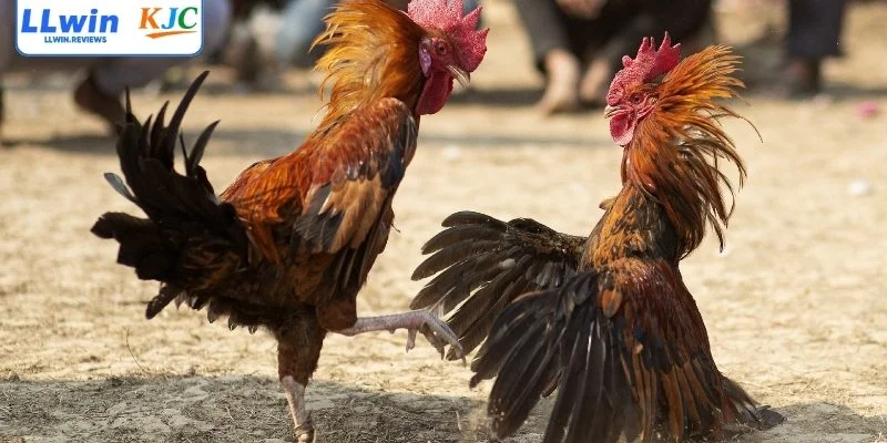 Giới thiệu sơ lược về sảnh đá gà LLwin