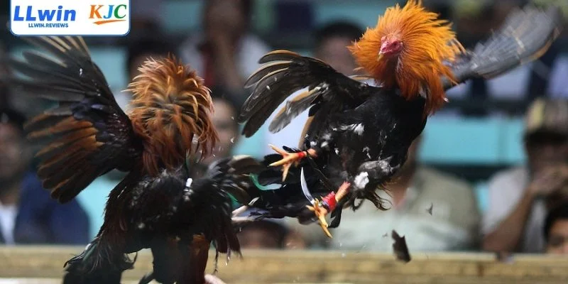 Nhà cái tổng hợp những thắc mắc phổ biến