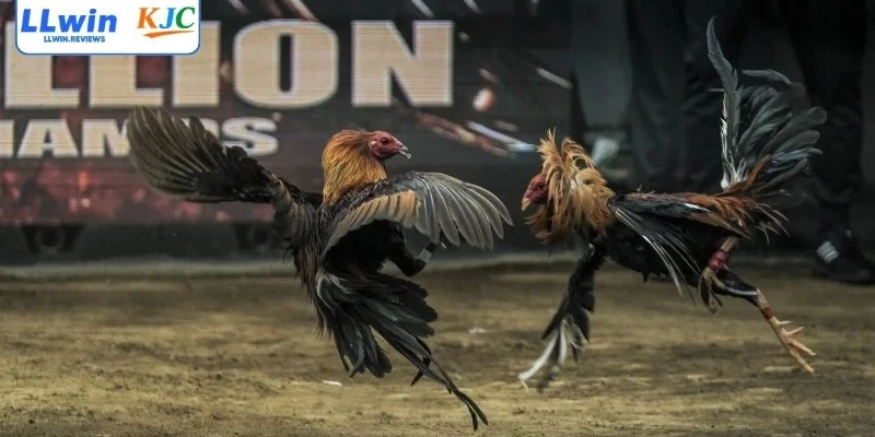 Những sảnh thi đấu đang thu hút sự quan tâm