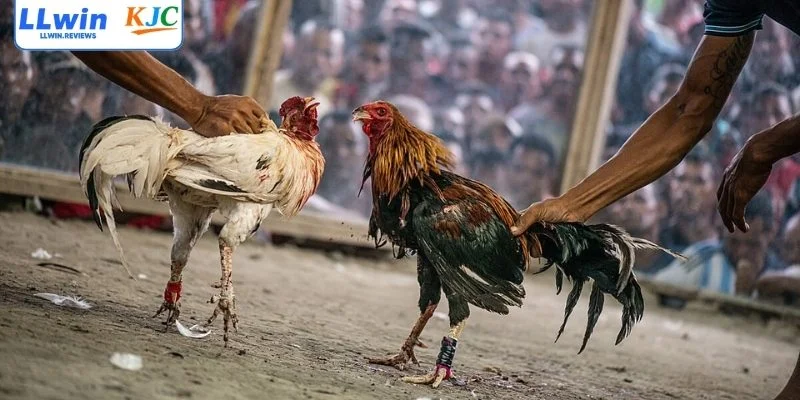 Những ưu điểm nổi bật của sảnh đá gà LLwin