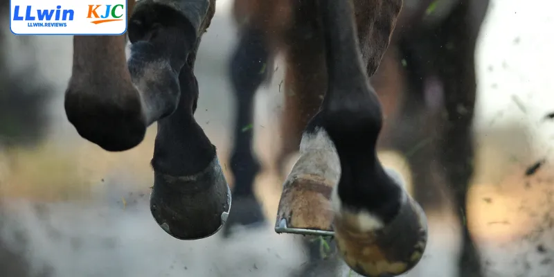 Thông tin cơ bản của game đua ngựa